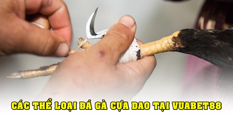 Các thể loại đá gà cựa dao phổ biến hiện nay