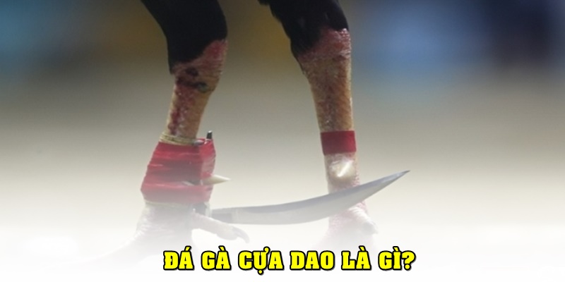 Đá gà cựa dao là gì?