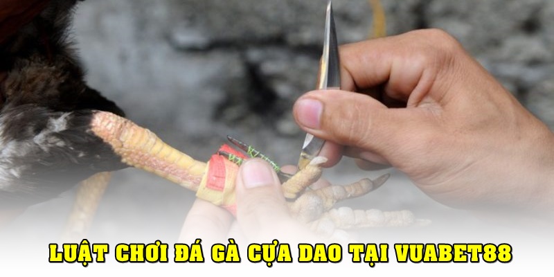 Luật chơi đá gà cựa dao cơ bản