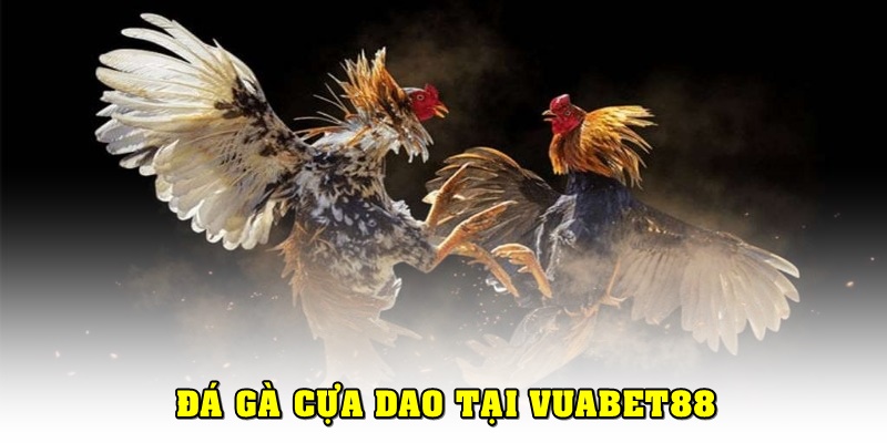 Đá gà cựa dao