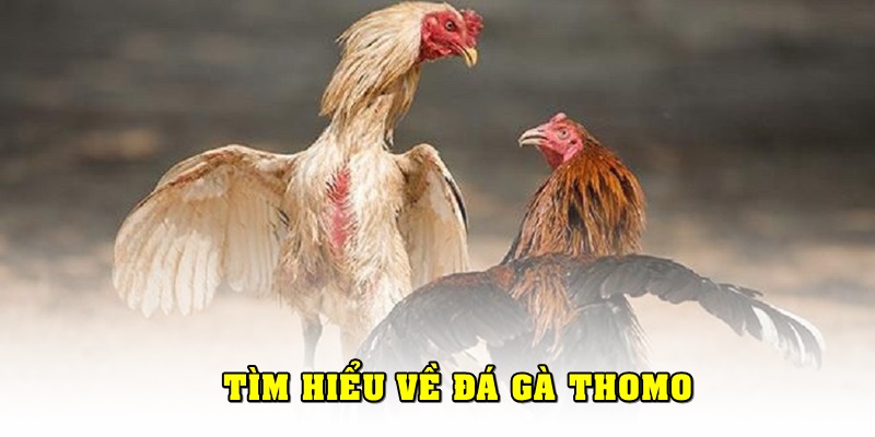 Đá gà Thomo là gì?