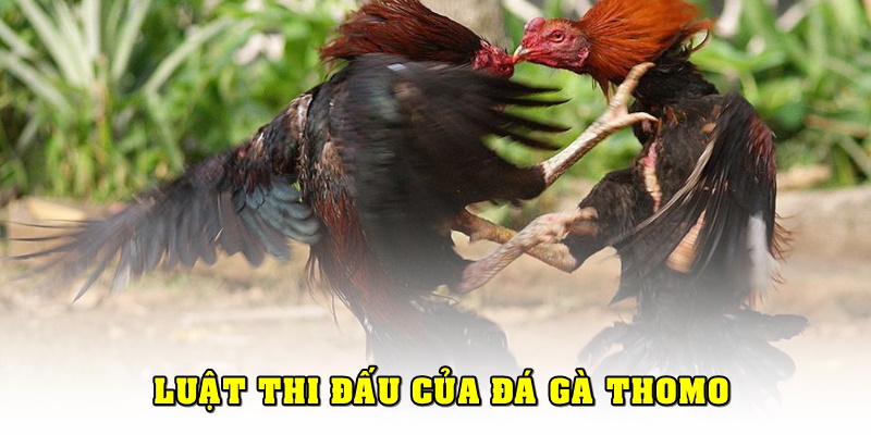 Luật thi đấu cơ bản của đá gà Thomo