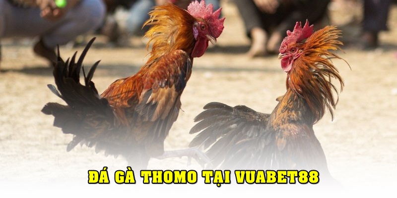 Đá gà Thomo